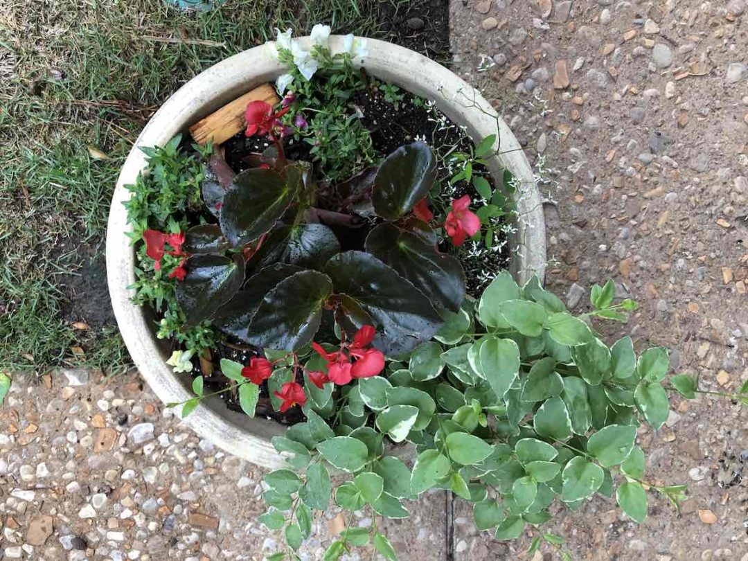 Flower Pot Ideas from a Master Gardener (with Deer Resistant Flowers