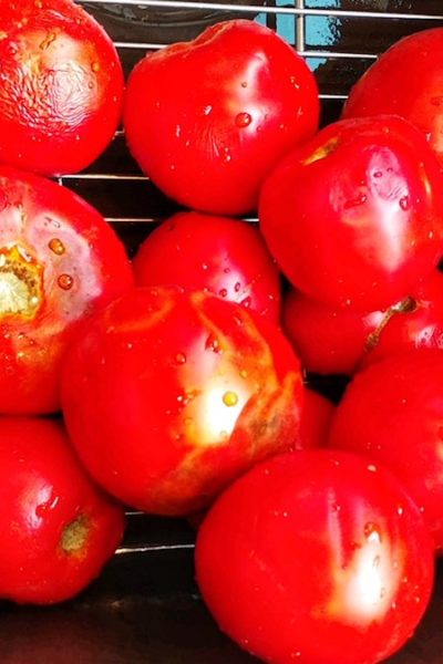 tomato sauce recipe with fresh tomatoes