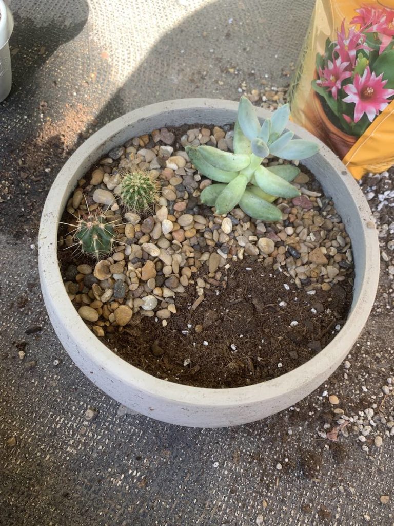 planting succulent garden