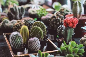 plant succulent garden