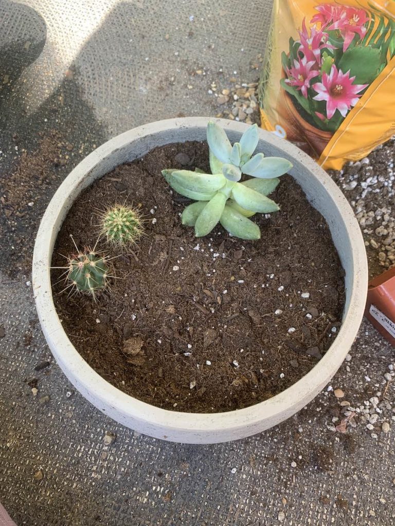 do it yourself succulent garden