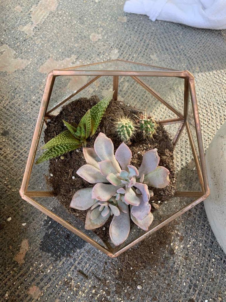 glass succulent container planting