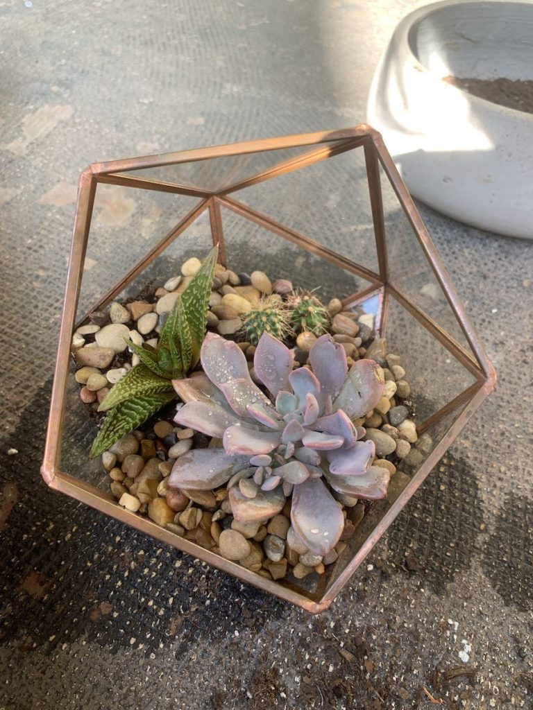 planting succulent garden