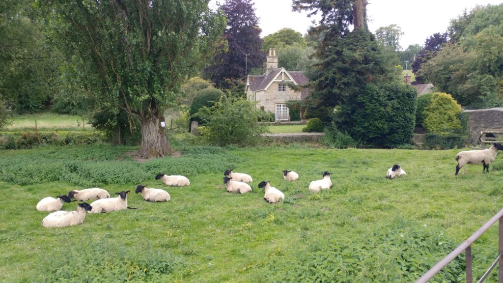 walking the cotswolds sheep