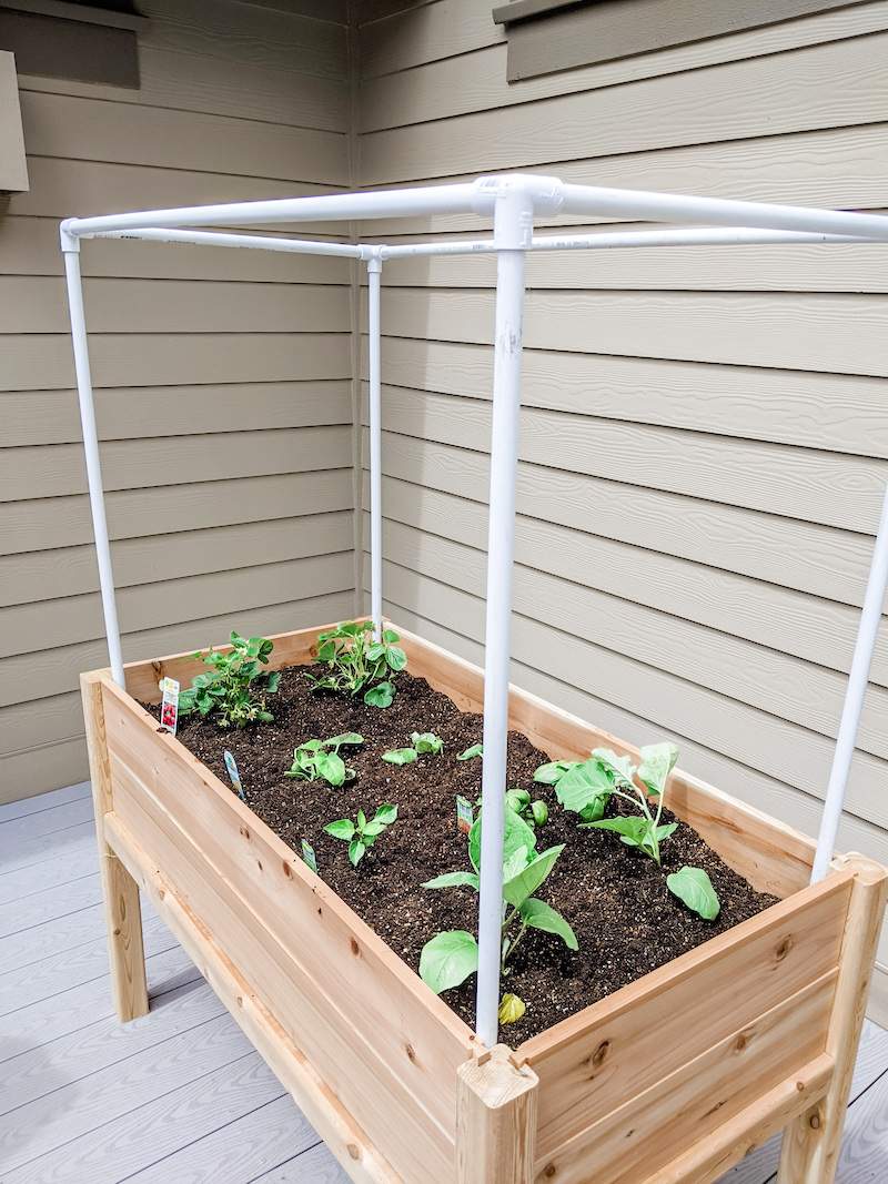 Small Completed Space Vegetable Garden