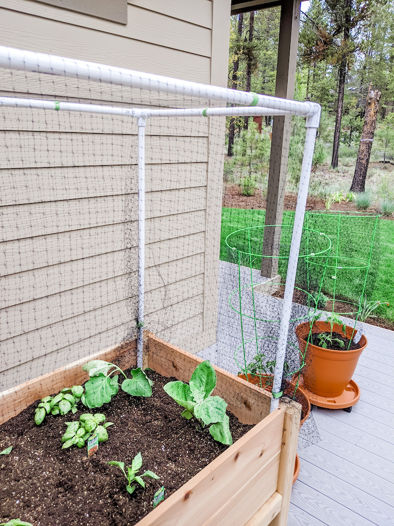 Small Space Vegetable Garden