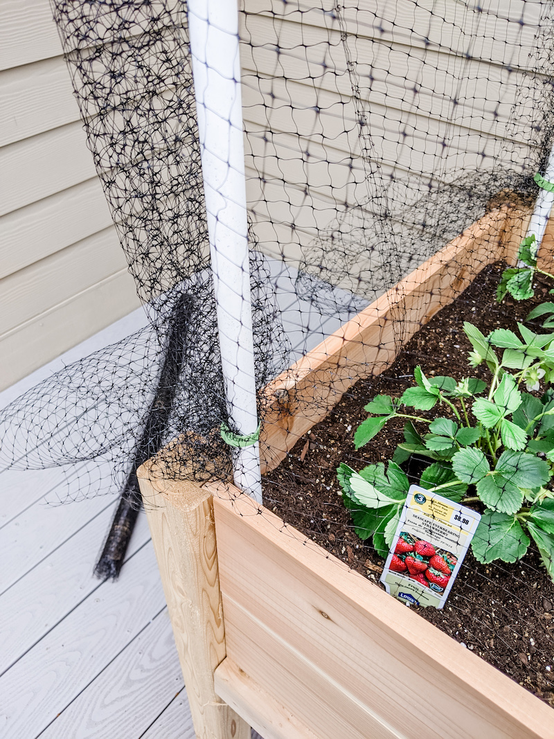 Small Space Vegetable Garden - Adding the Netting to PVC pipes