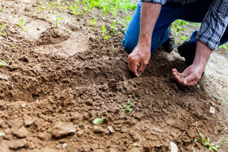 CSAs and Farmers