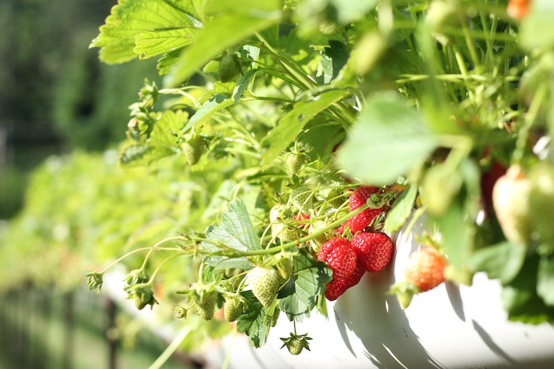 Fresh Veggies from CSAs