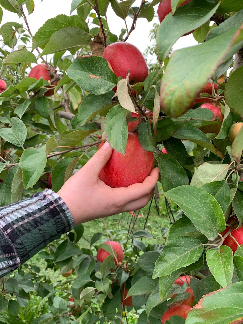 A hand grabbing an apple off an apple tree