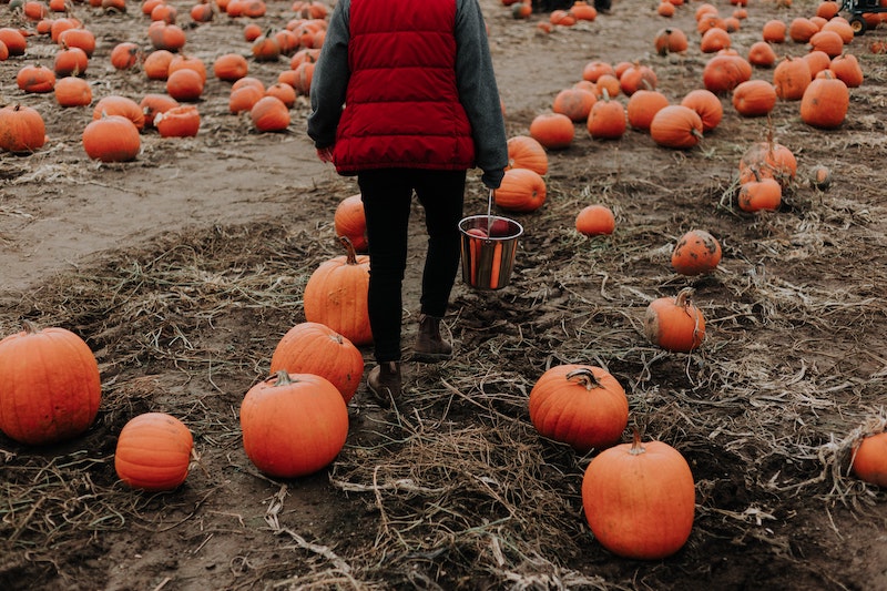 a woman enjoying a fall activity of walking through a pumpkin patch and choosing a pumpkin