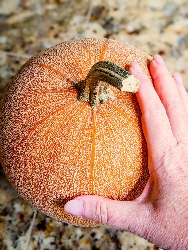 A sugar pumpkin with a hand for reference