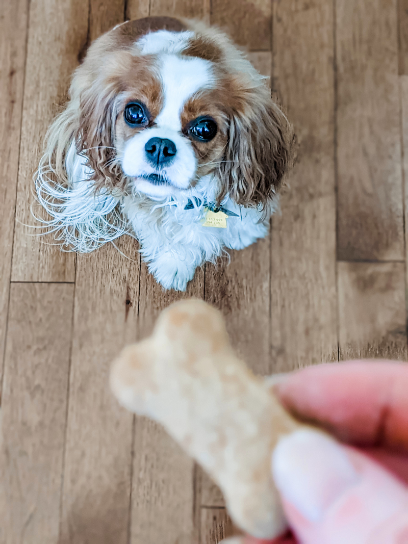 Marie's cocker spaniel looking up longingly at a homemade Pumpkin Dog Biscuits