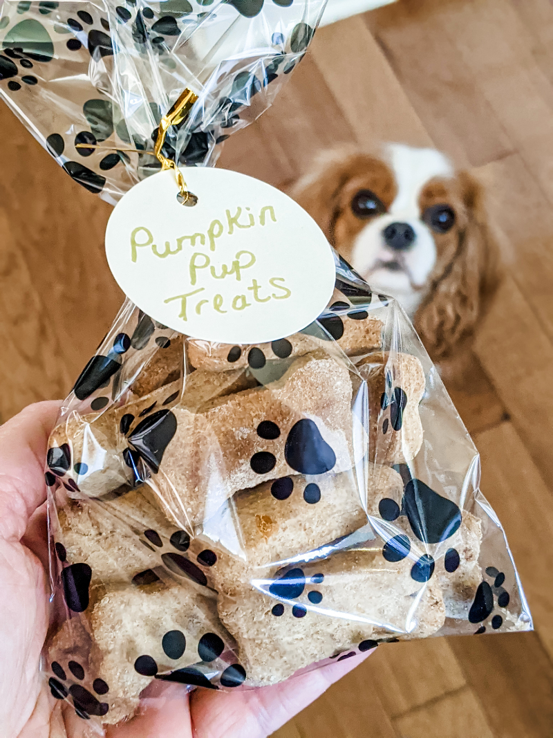 A clear bag printed with paw prints containing the Homemade Pumpkin Dog Biscuits with Marie's cocker spaniel looking up at it. 