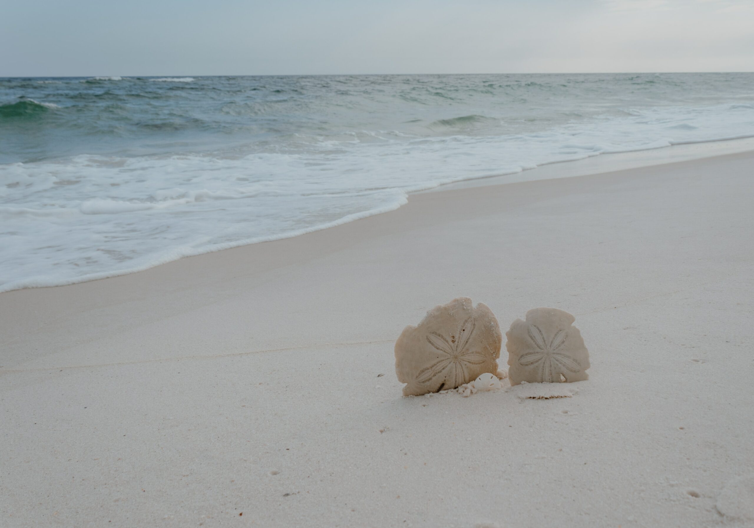 As part of Marie's story regarding a different resolution, two sand dollars stick out of the sand in front of a shoreline