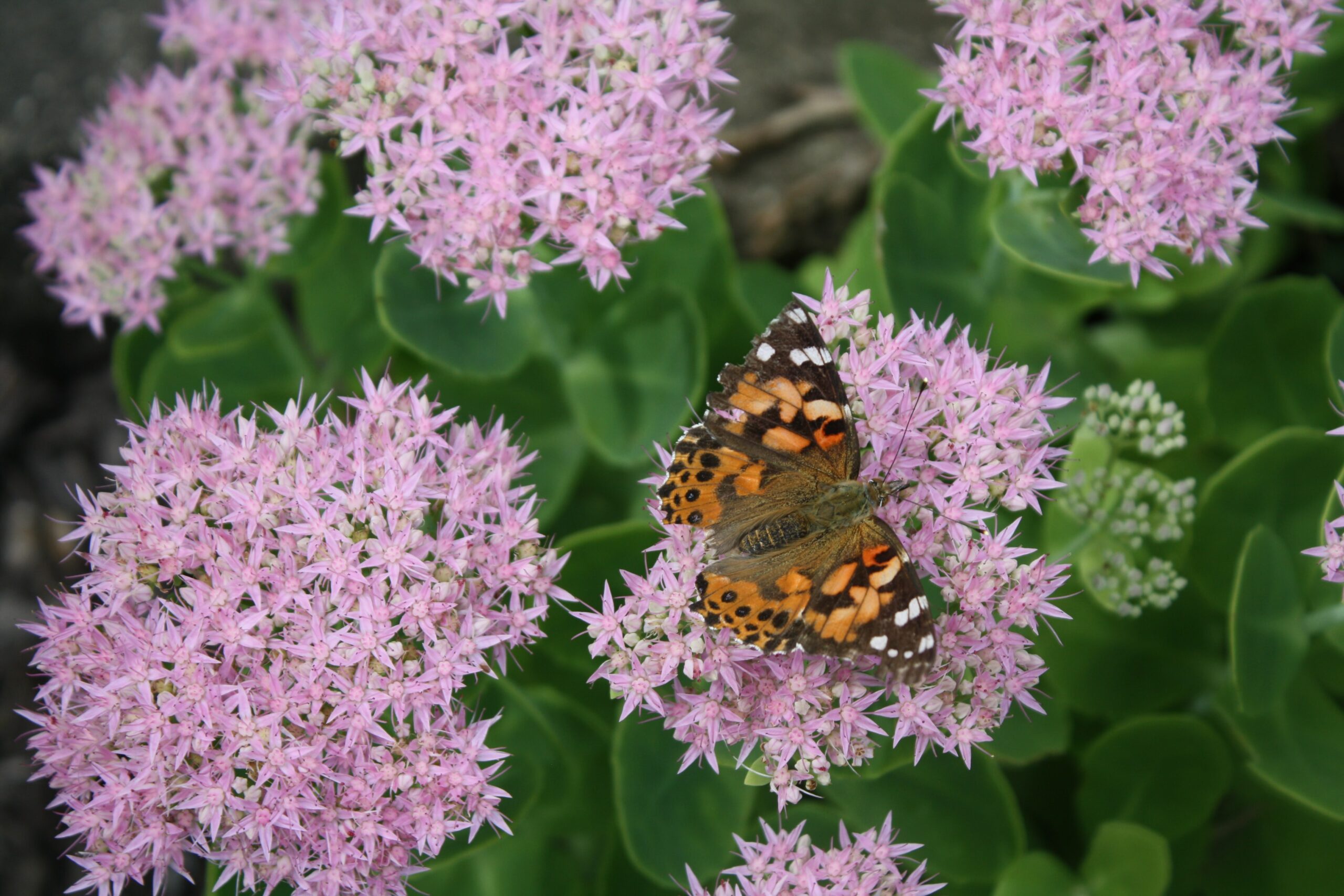 12 Flowers for Beginning Gardeners: Sedum