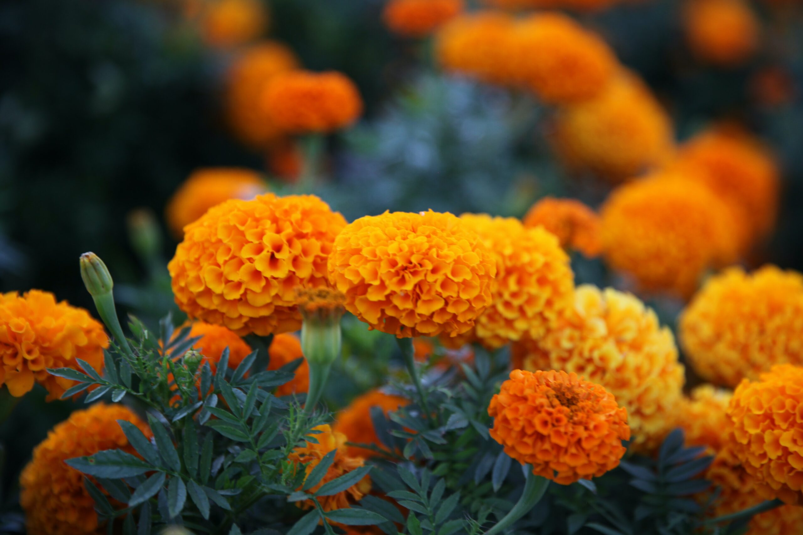 12 Flowers for Beginning Gardeners: Marigolds