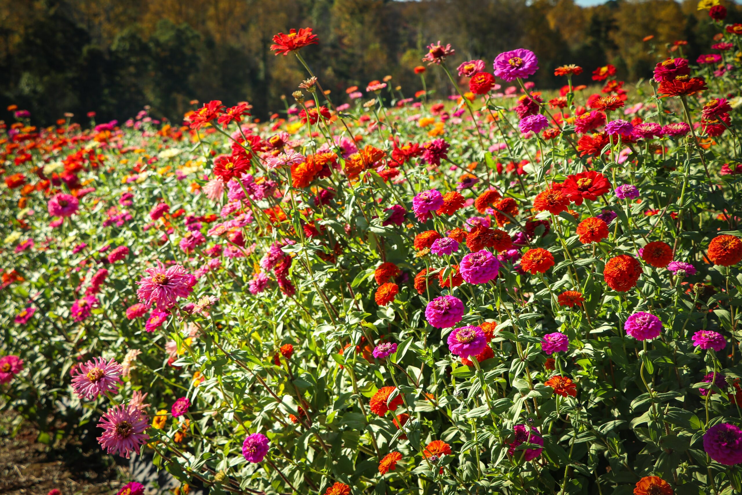 12 Flowers for Beginning Gardeners: Zinnias