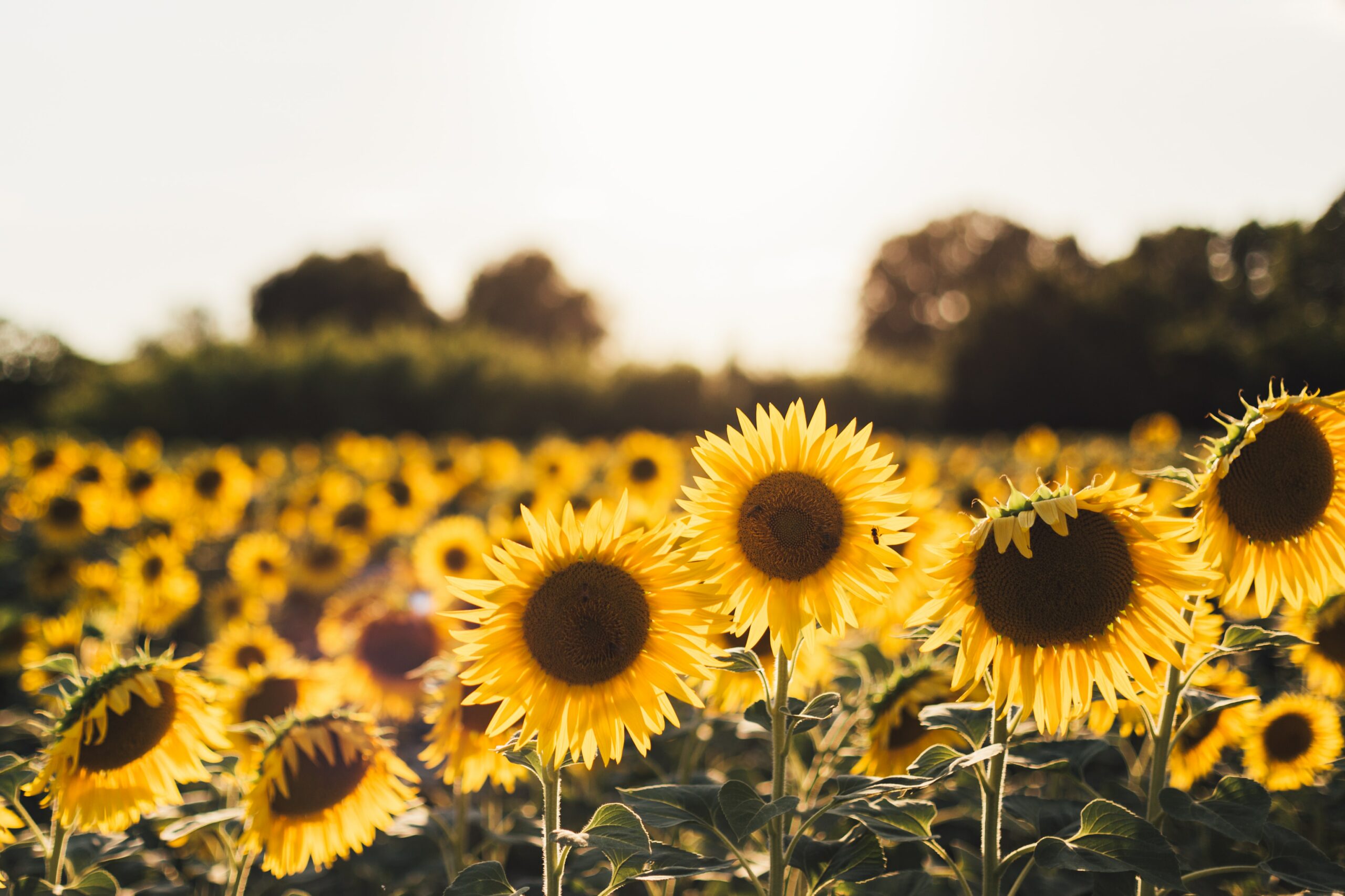 12 Flowers for Beginning Gardeners: Sunflowers