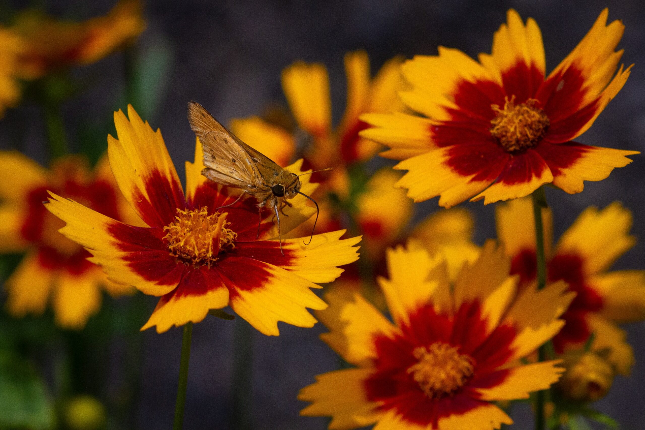 12 Flowers for Beginning Gardeners: Coreopsis