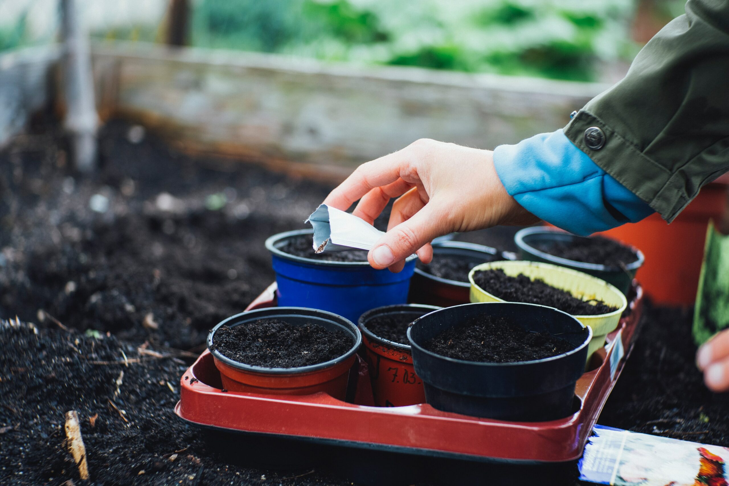 A woman transferring potted plants into a garden bed