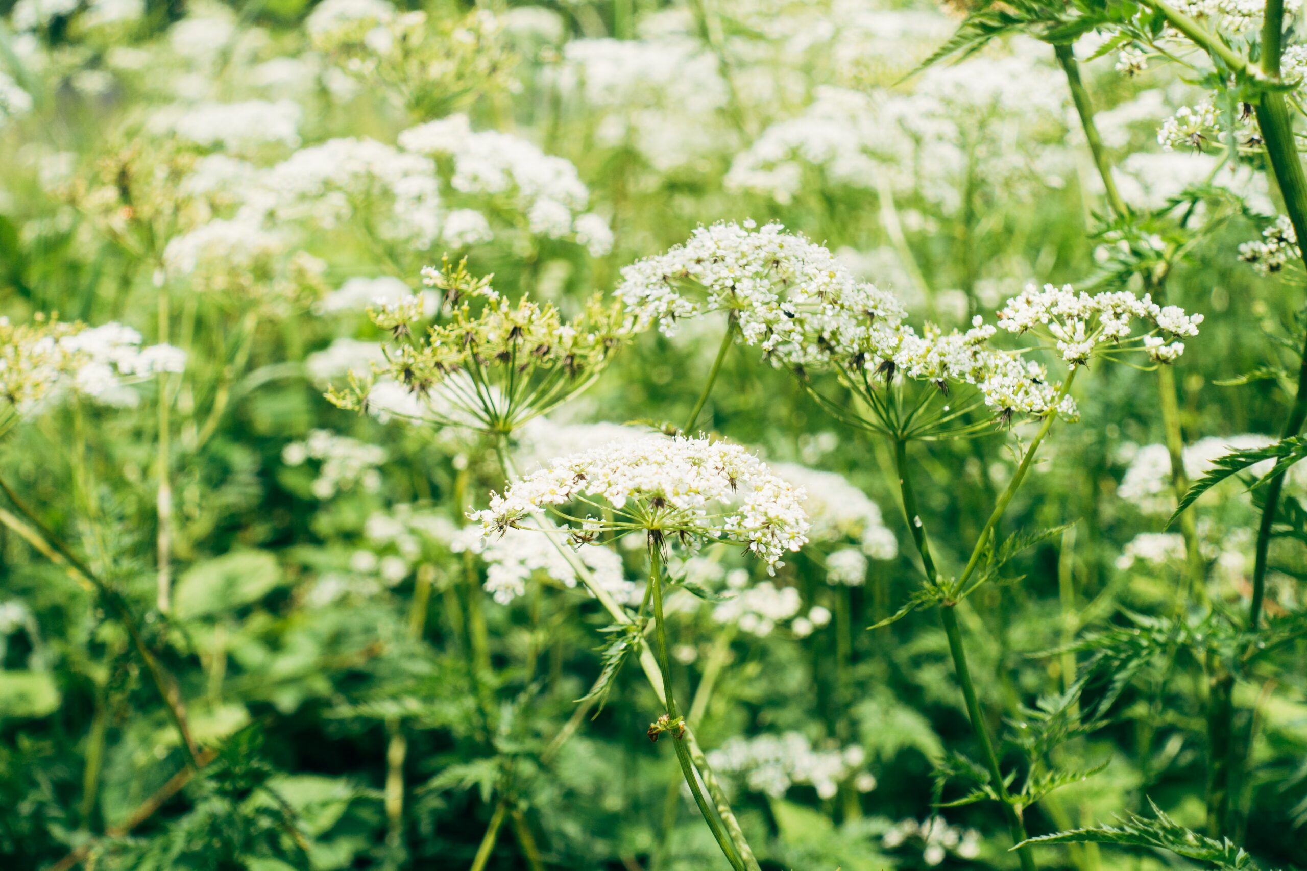 12 Flowers for Beginning Gardeners: Yarrow