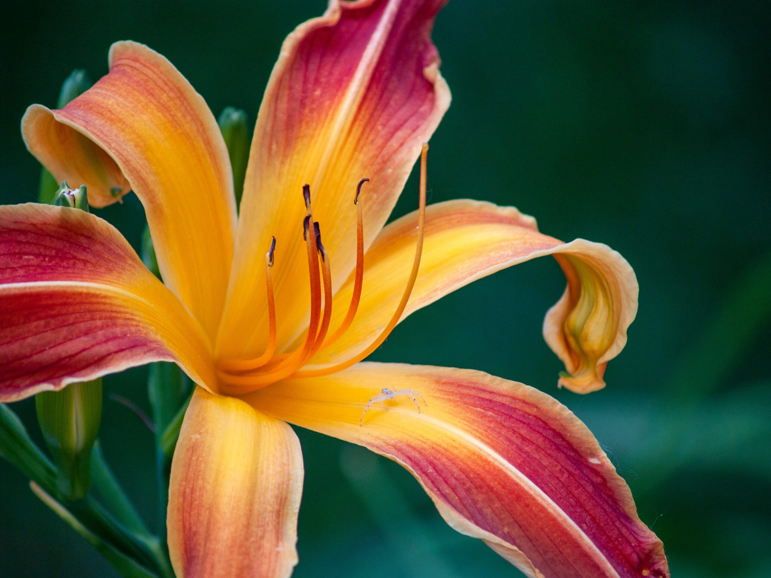 12 Flowers for Beginning Gardeners: Daylily