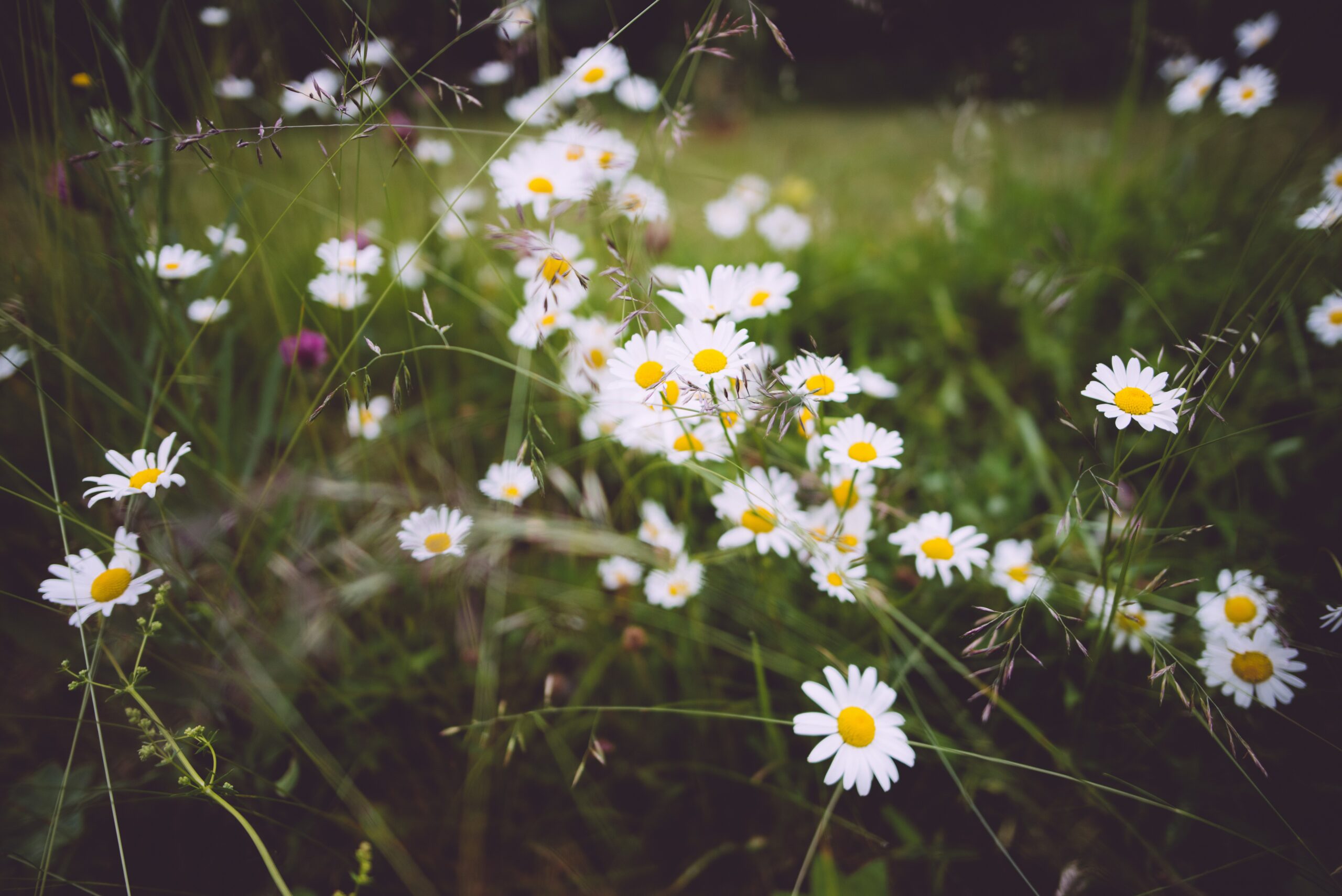 12 Flowers for Beginning Gardeners: Cosmos