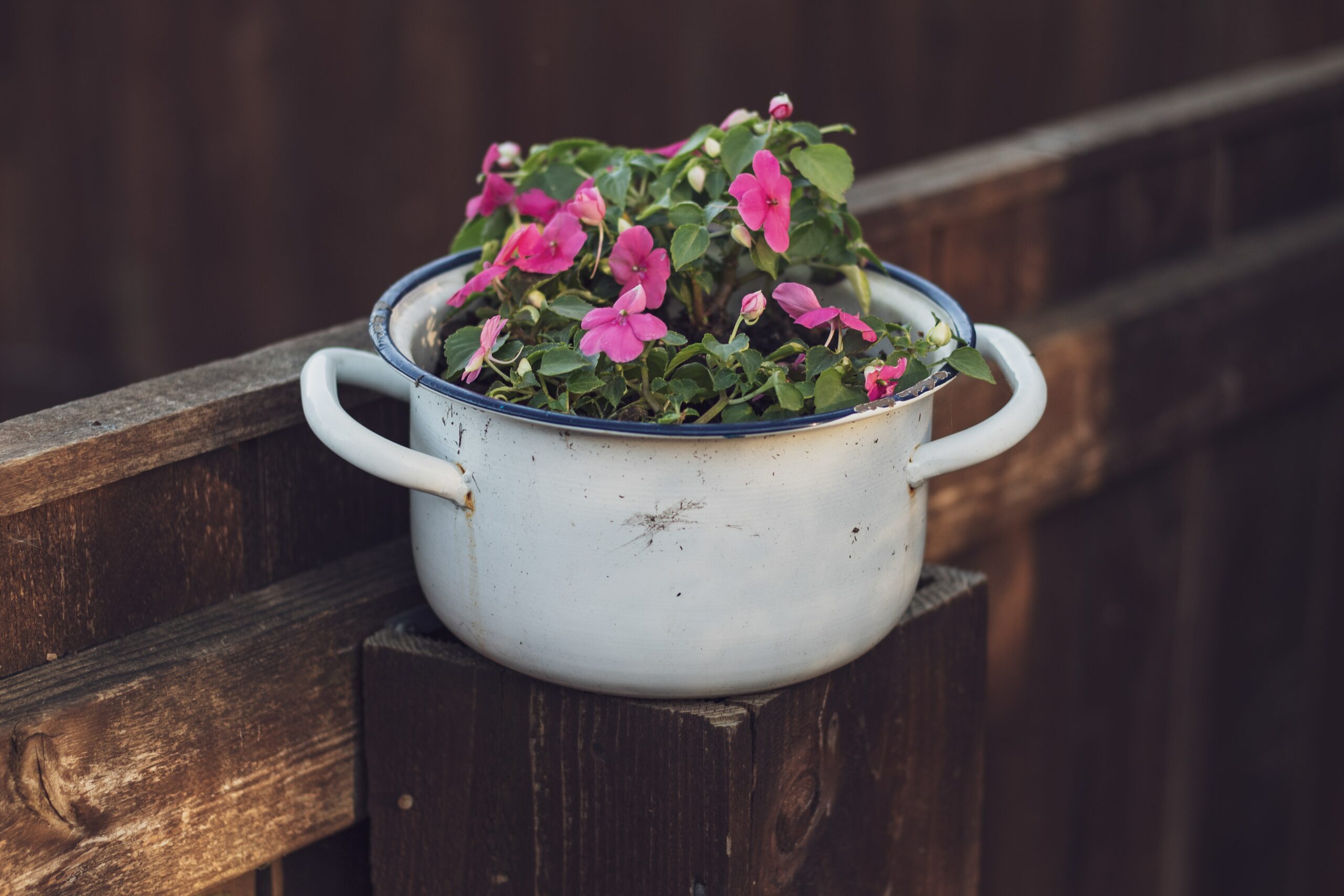 12 Flowers for Beginning Gardeners: Impatiens