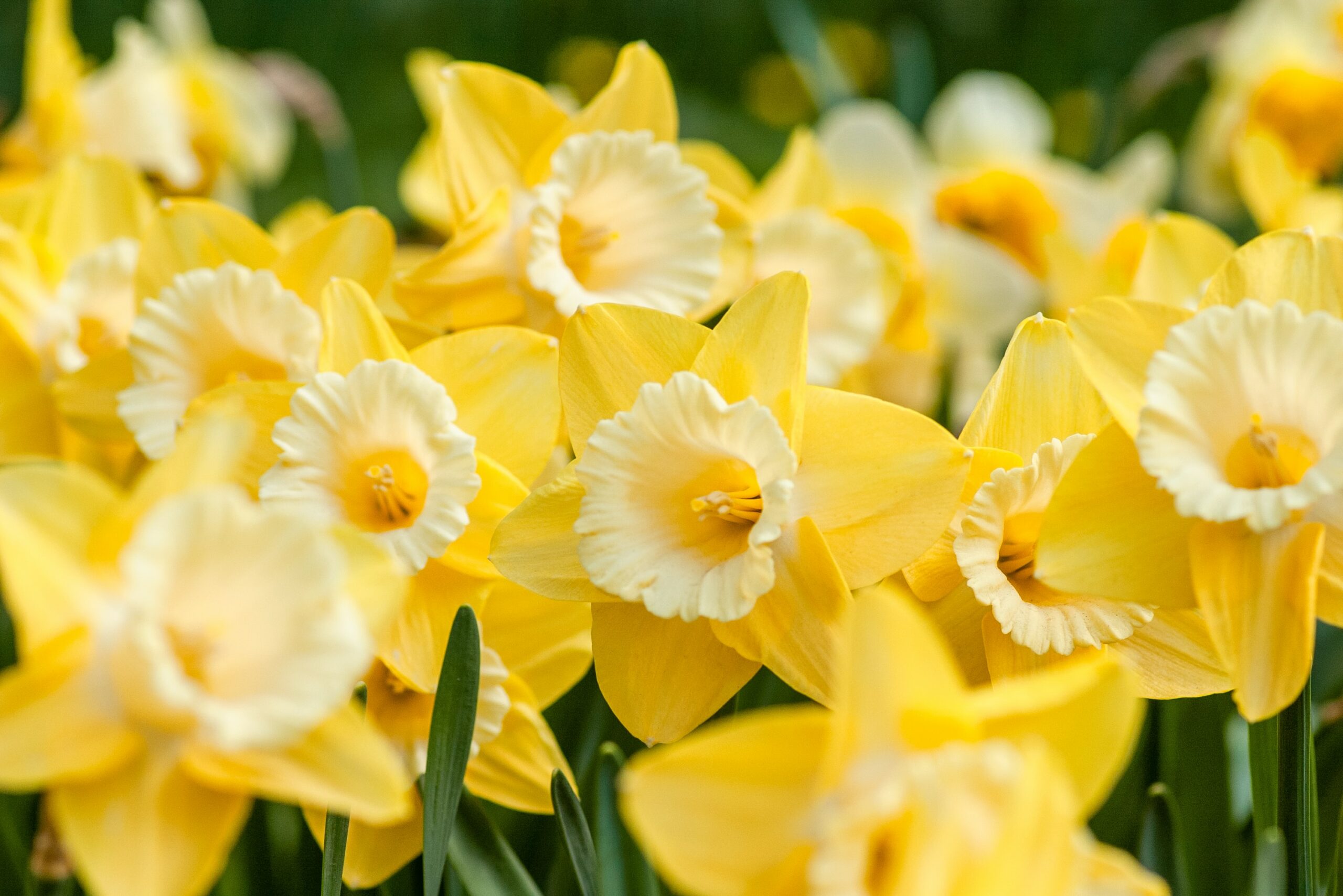 12 Flowers for Beginning Gardeners: Daffodils