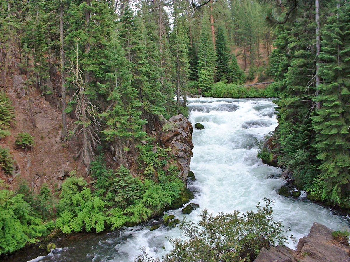 A view of Bentham Falls with Pine trees