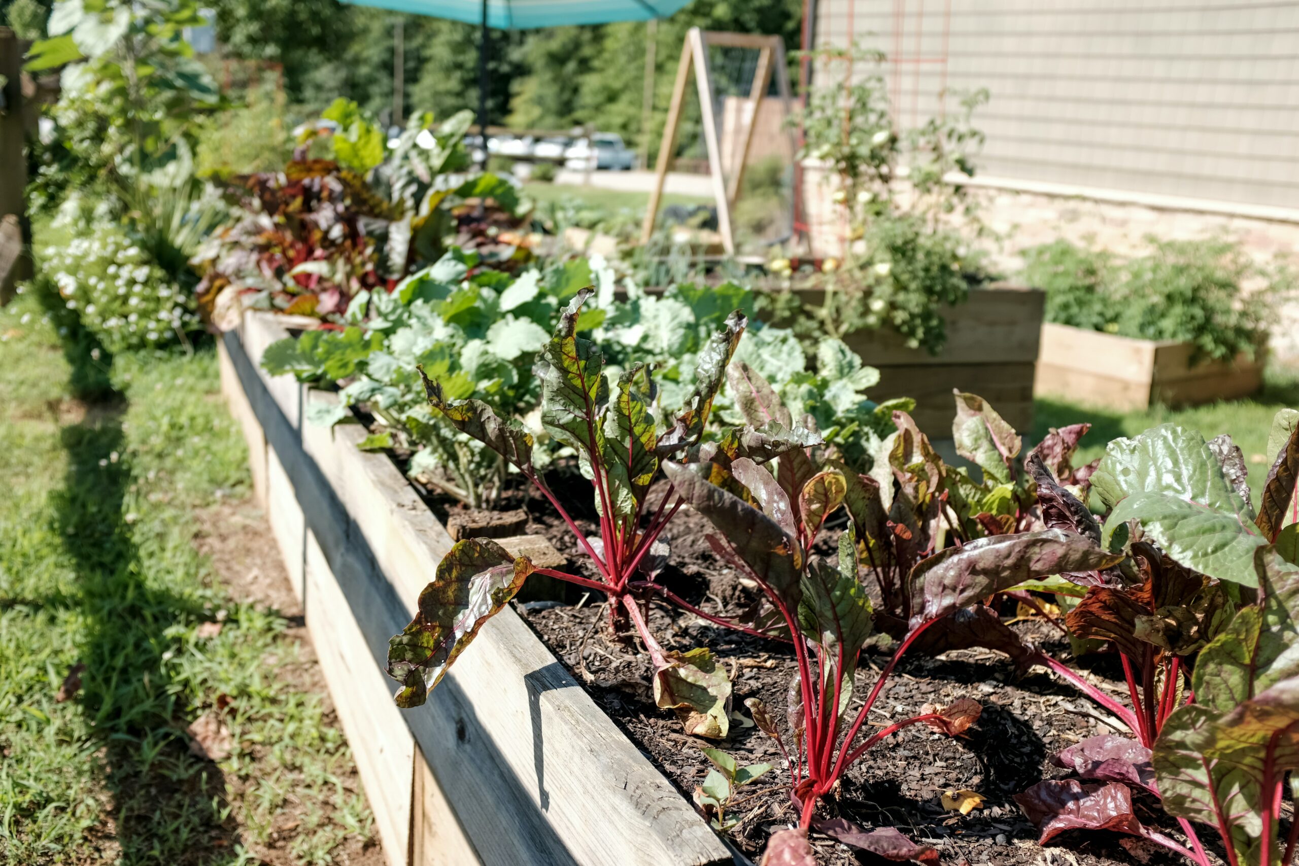 A garden with leafy greens growing from it - a hobby and way to get creative - a personal practice 