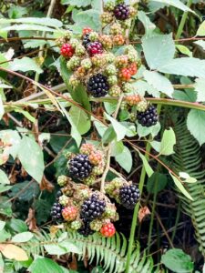 A close up of some of the blackberries - still on the vine - that Marie found in her backyard.