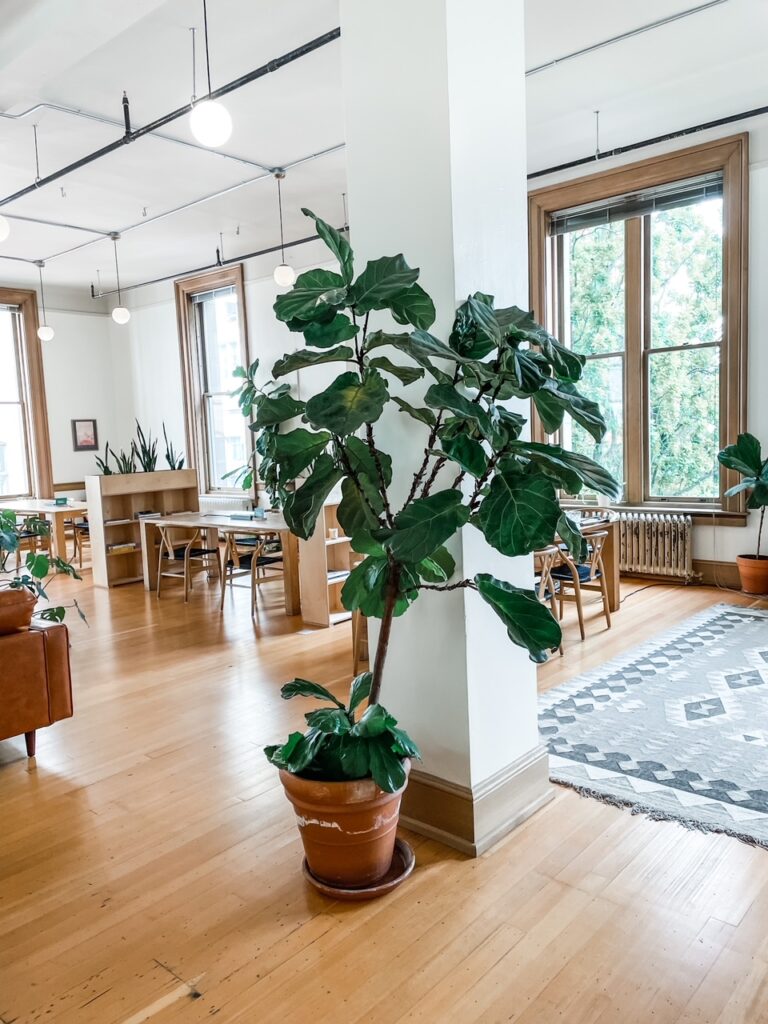 A view of Marie's coworking space with plants, rugs, large windows and plenty of light