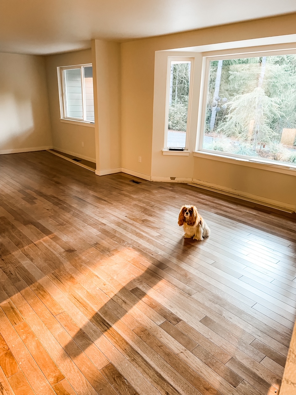 Marie's Dog, Showgirl sitting on the new wooden floor - one of the Remodeling Before and After Marie writes on