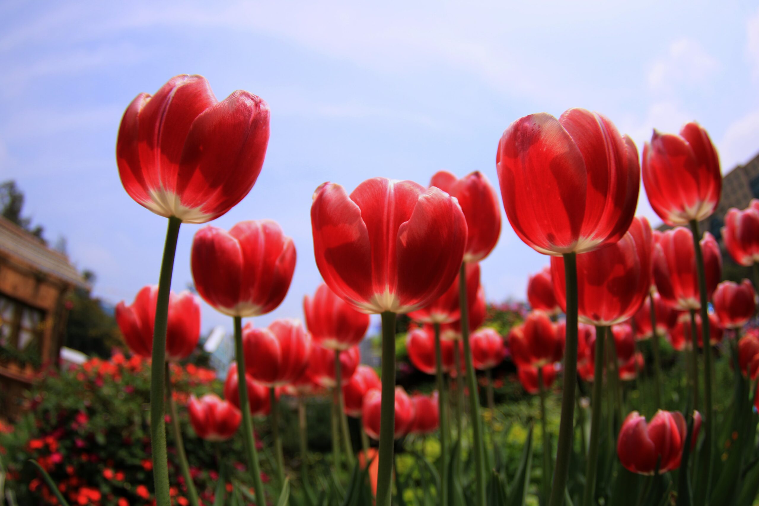 Red tulips in a garden