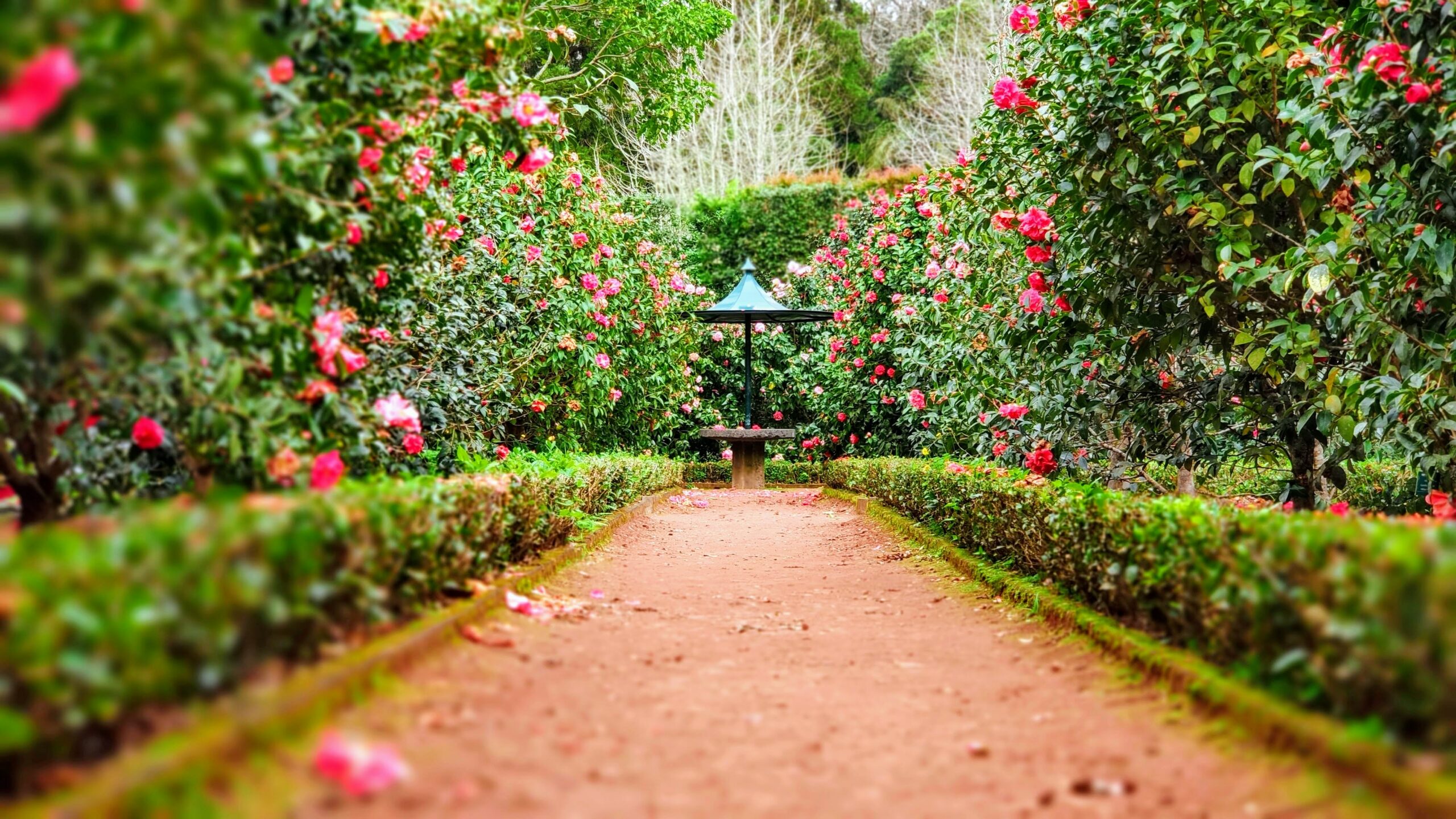 A pathway lined by shrubs and flowers