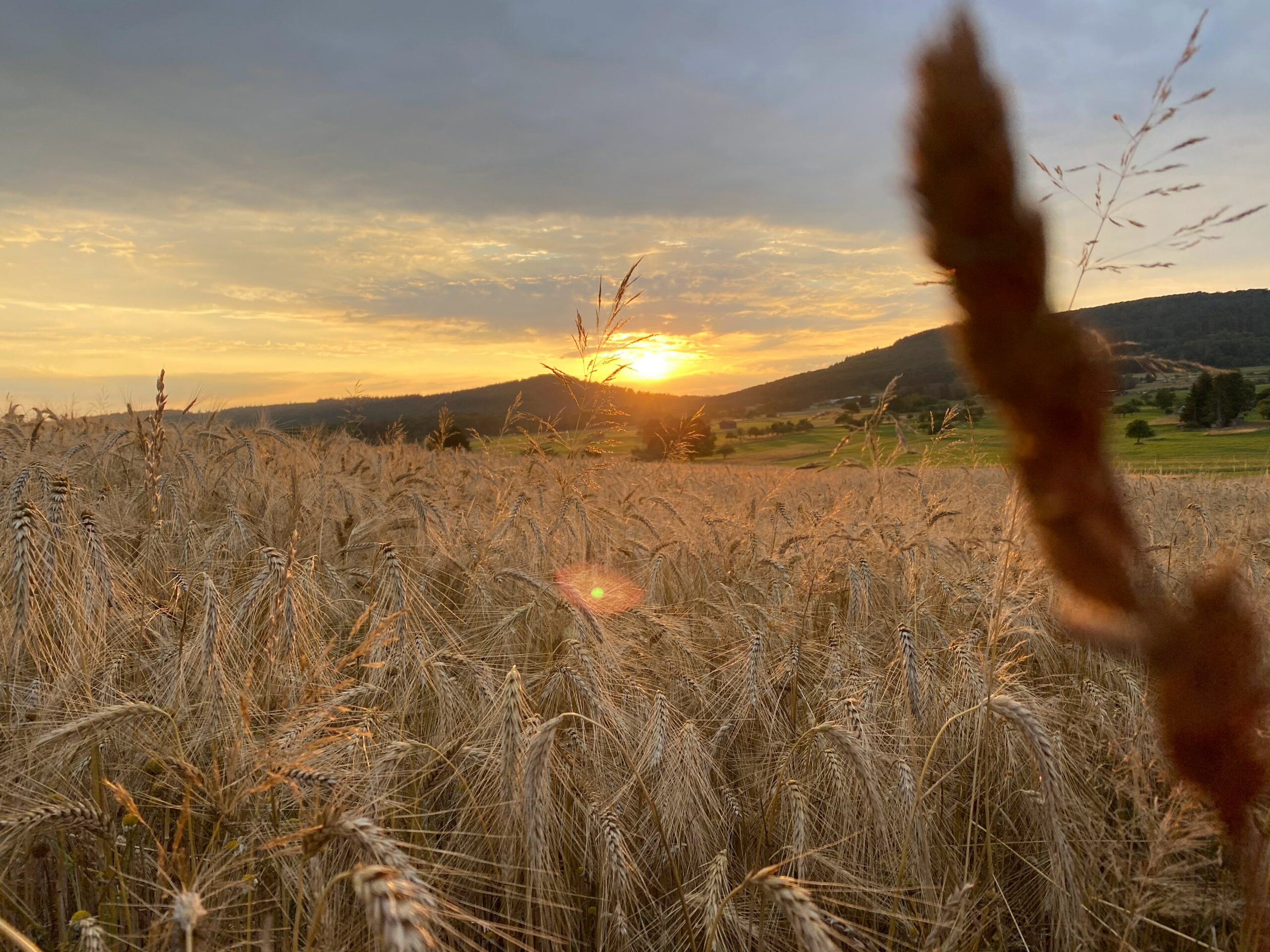 A sunrise over a wheat field