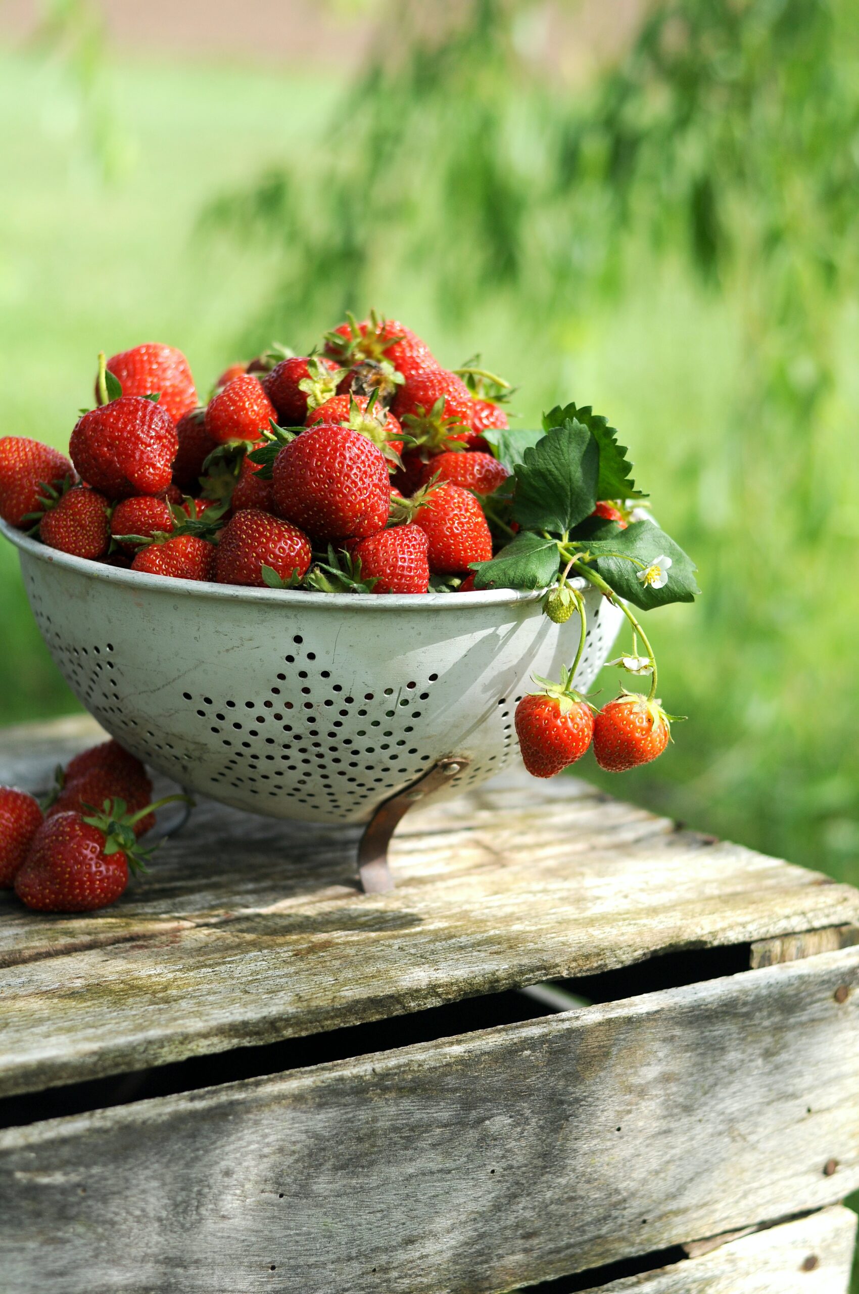 A colander full of fresh strawberries