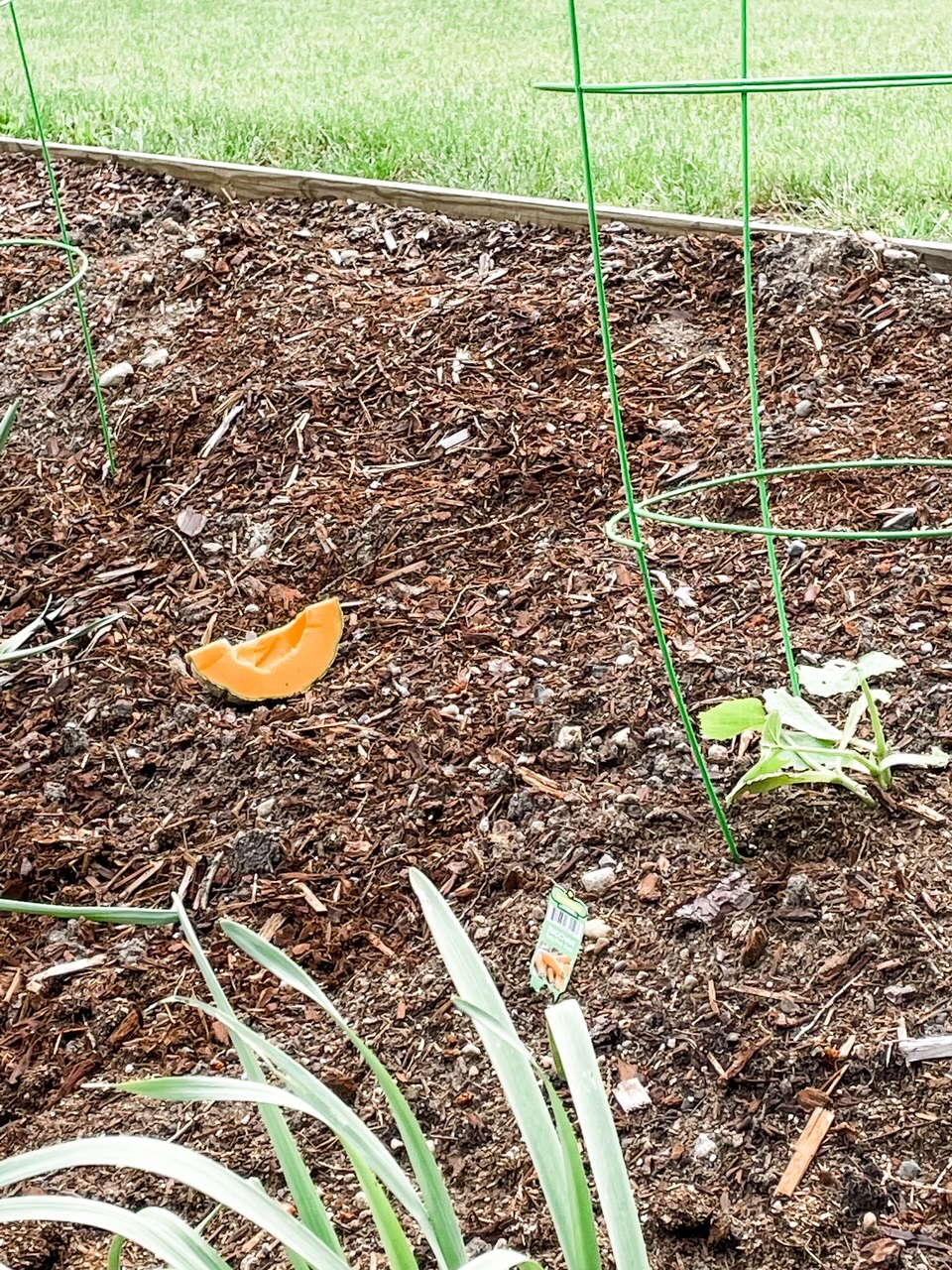 A melon placed to attract slugs for relocation - one of the methods of Natural Garden Pest Control