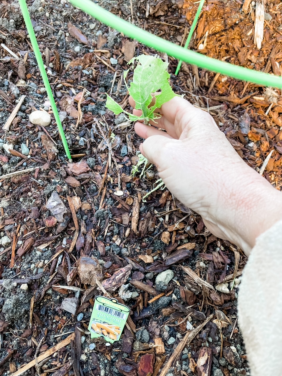 The slug-eater zucchini leaves