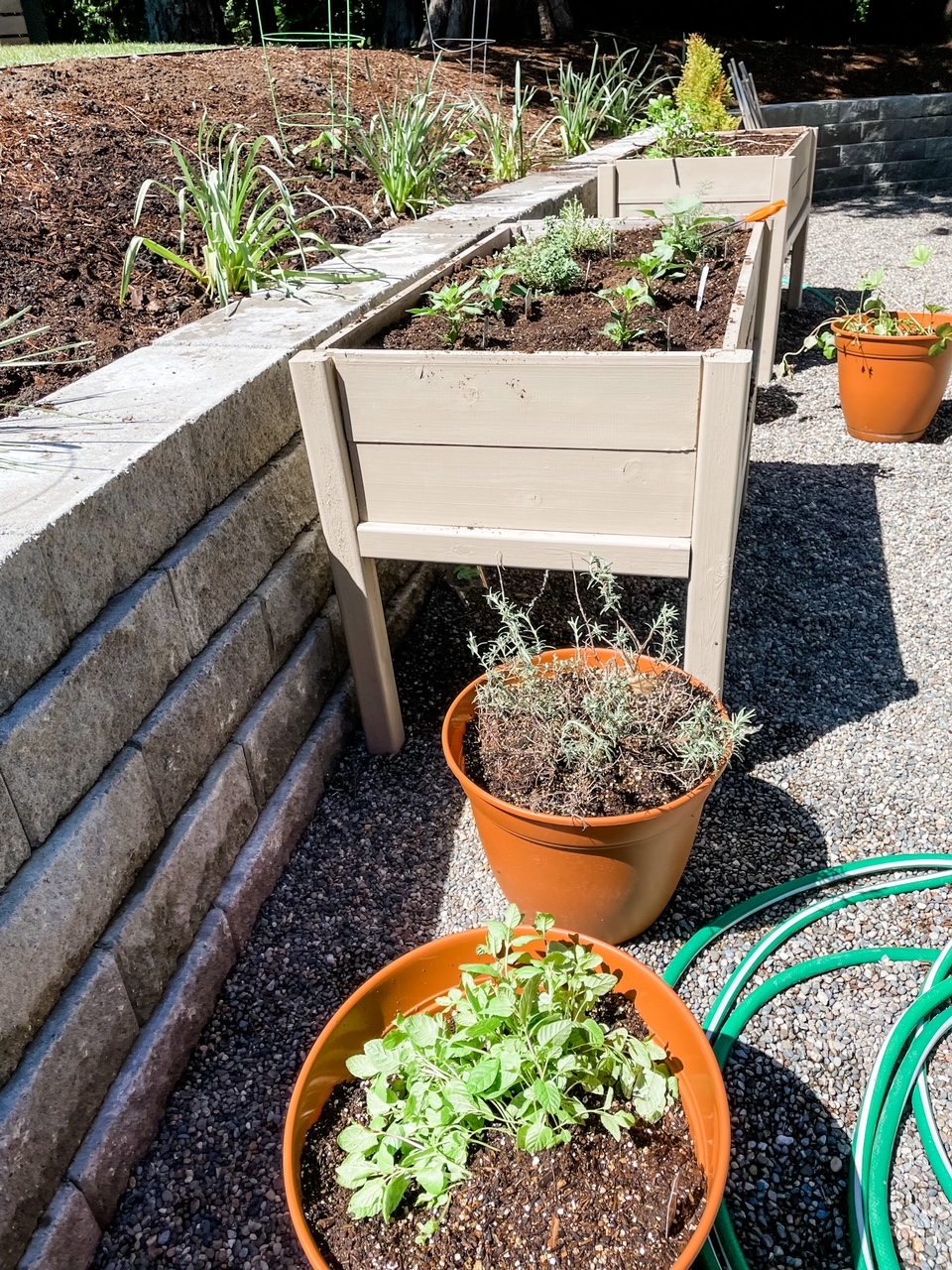 Some of the repelling plants in pots: another Natural Garden Pest Control