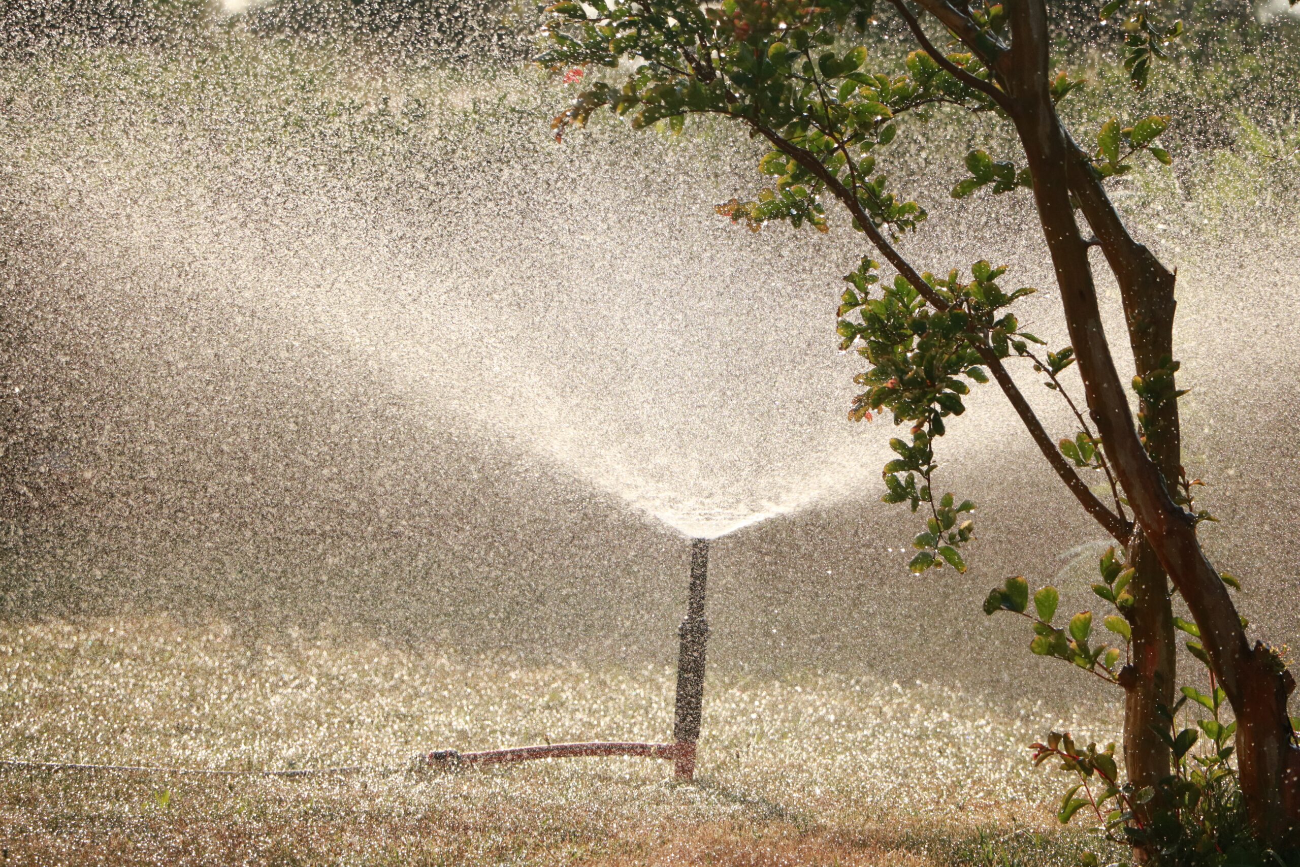 A sprinkler going off in a garden