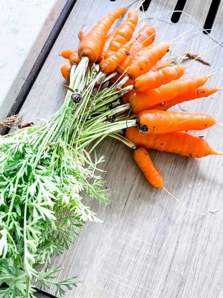 The bouquet of carrots