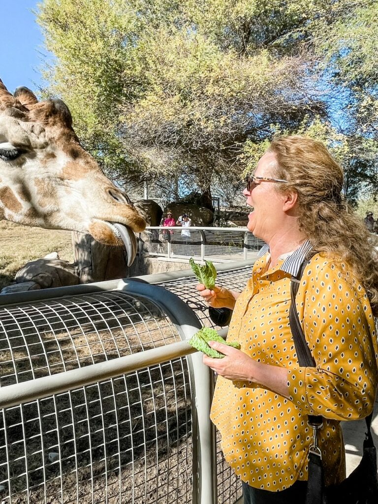 Marie feeding a giraffe