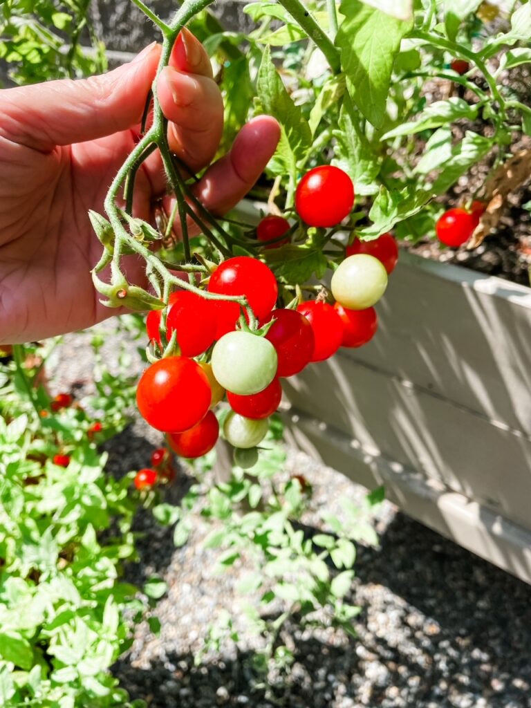 A bunch of ripe cherry tomatoes in Marie's garden